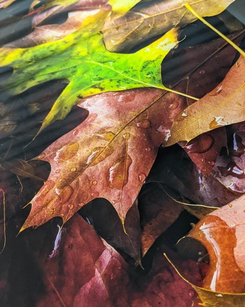 Closeup photo of a metallic pearl gloss paper print